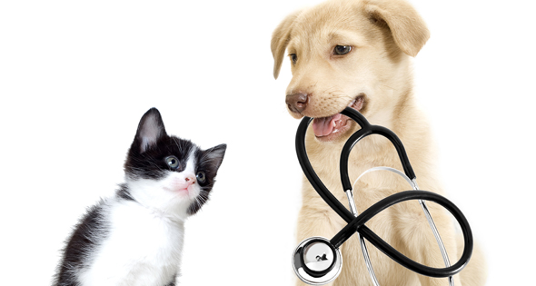 cursos de veterinaria