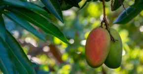 Trabajar en campaña de mango en Trops (iStock)