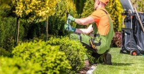 Jardinero arreglando zonas verdes (Istock)